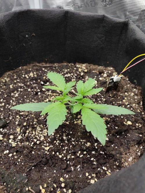 White Diesel Haze Automatic. Week 1