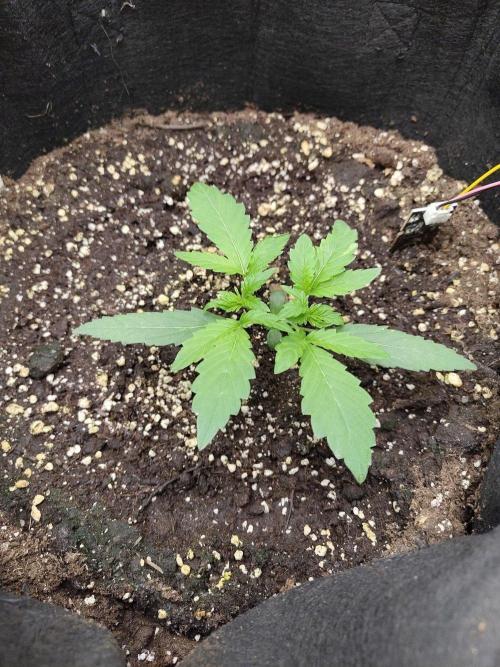 White Diesel Haze Automatic. Week 1