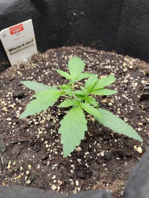 White Diesel Haze Automatic. Week 1