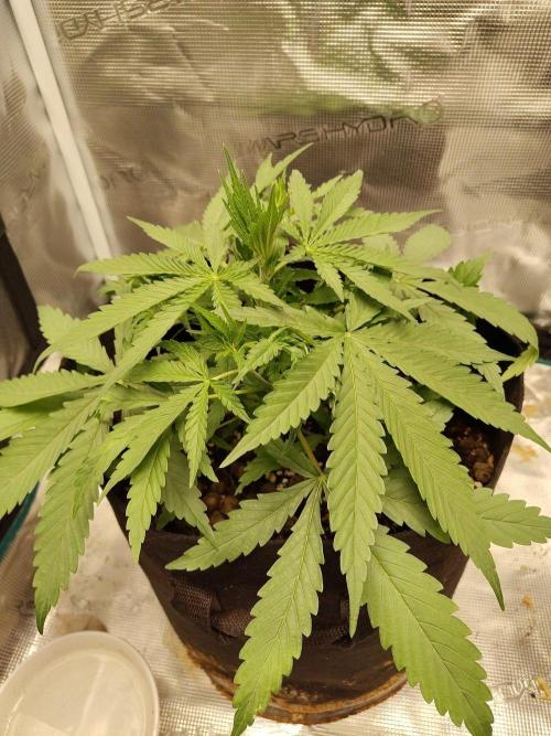 Choclate Rainbow XXL - Sensi Seeds. Week 3