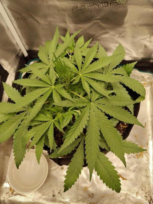 Choclate Rainbow XXL - Sensi Seeds. Week 3