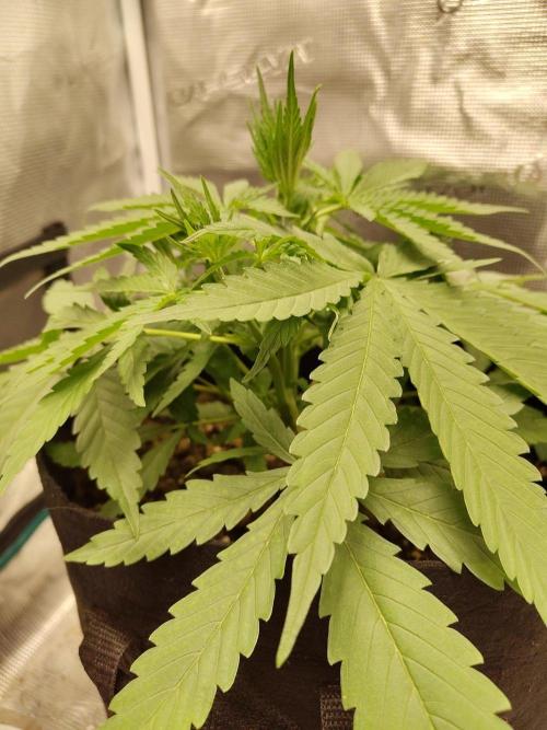 Choclate Rainbow XXL - Sensi Seeds. Week 3