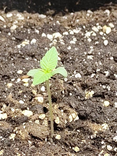 Sensi Seeds - Sticky Orange XXL Auto. Week 0