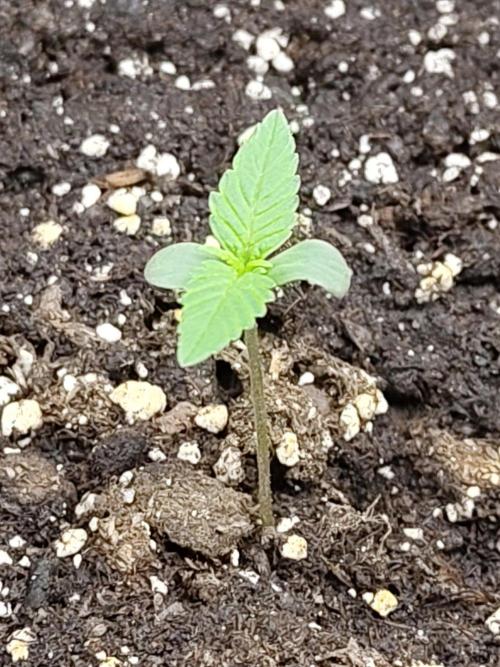 Sensi Seeds - Sticky Orange XXL Auto. Week 0