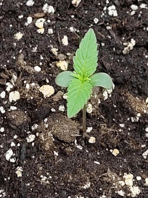 Sensi Seeds - Sticky Orange XXL Auto. Week 0