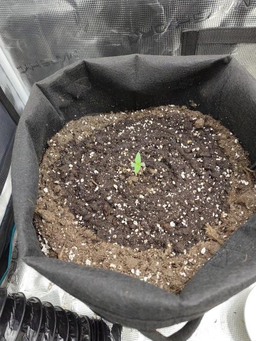 Sensi Seeds - Sticky Orange XXL Auto. Week 0