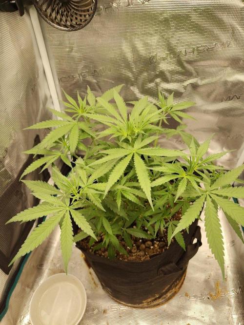 Choclate Rainbow XXL - Sensi Seeds. Week 4