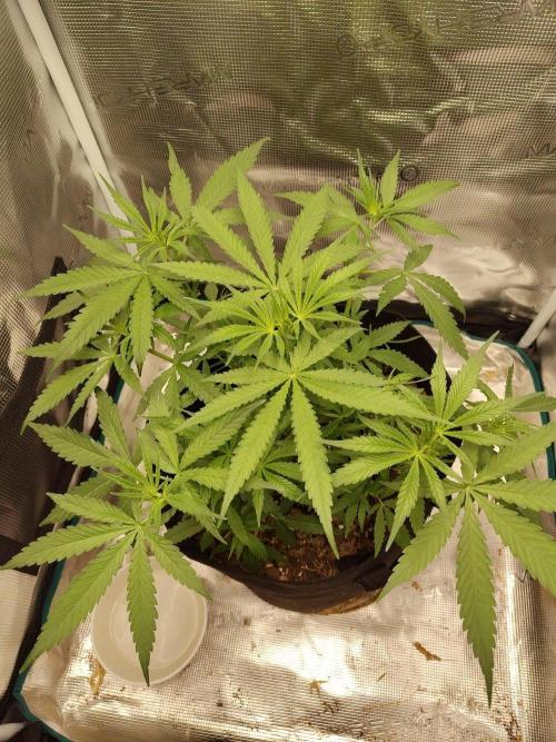 Choclate Rainbow XXL - Sensi Seeds. Week 4