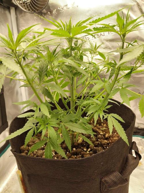Choclate Rainbow XXL - Sensi Seeds. Week 4