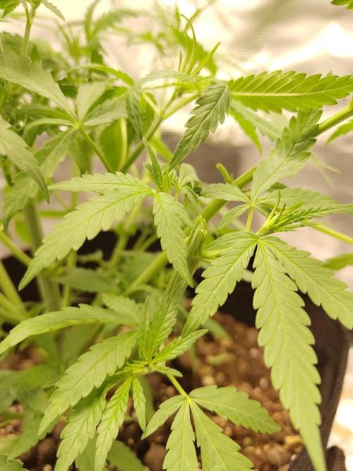 Choclate Rainbow XXL - Sensi Seeds. Week 4