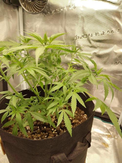 Choclate Rainbow XXL - Sensi Seeds. Week 4
