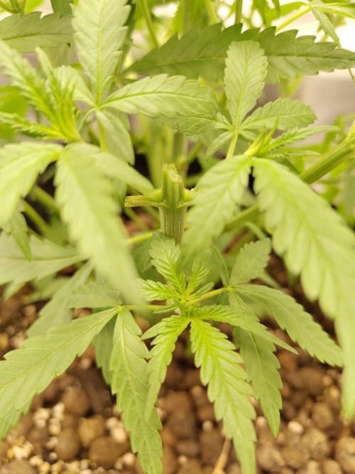 Choclate Rainbow XXL - Sensi Seeds. Week 4