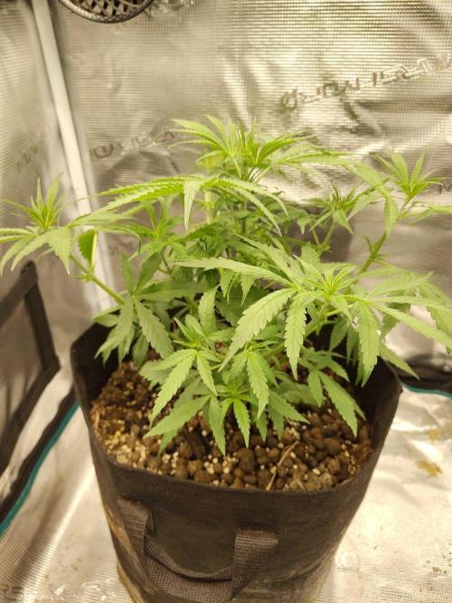 Choclate Rainbow XXL - Sensi Seeds. Week 4