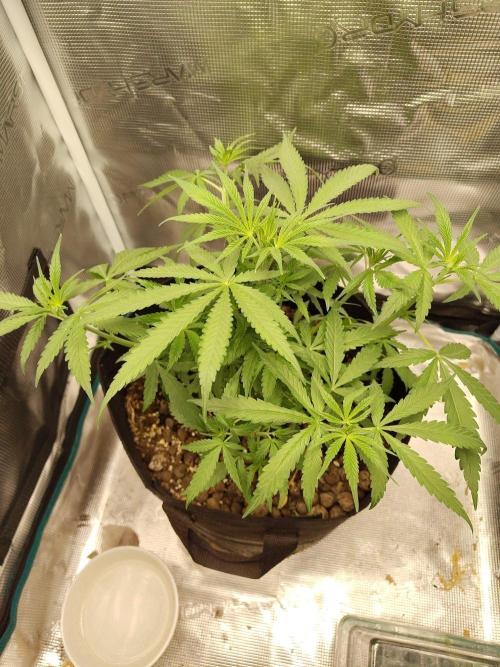 Choclate Rainbow XXL - Sensi Seeds. Week 4