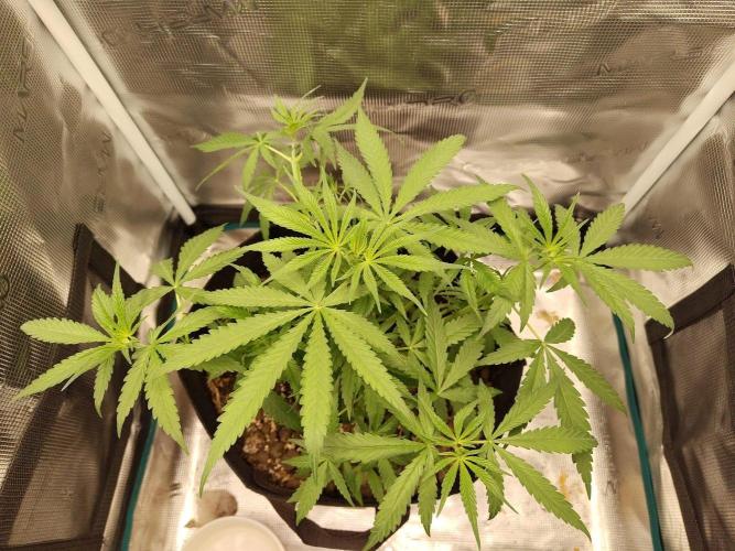 Choclate Rainbow XXL - Sensi Seeds. Week 4