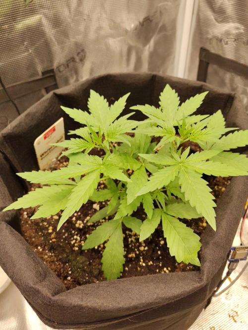 White Diesel Haze Automatic. Week 2