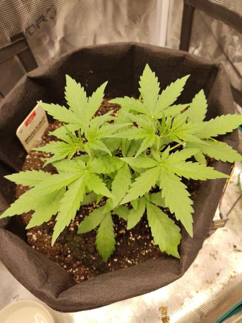 White Diesel Haze Automatic. Week 2