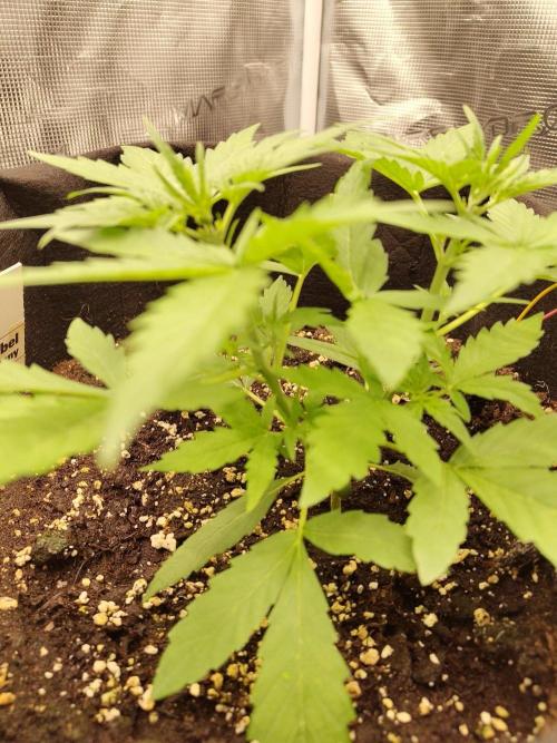 White Diesel Haze Automatic. Week 2