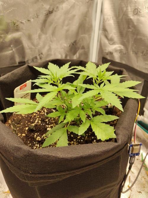 White Diesel Haze Auto. Week 2