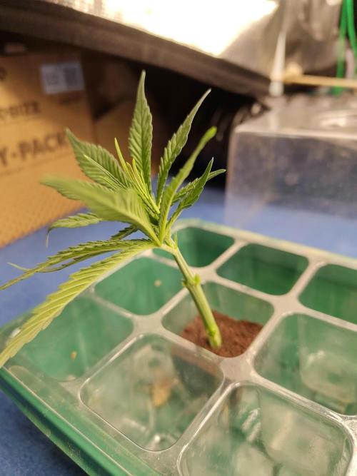 Chocolate Rainbow XXL. Week 1