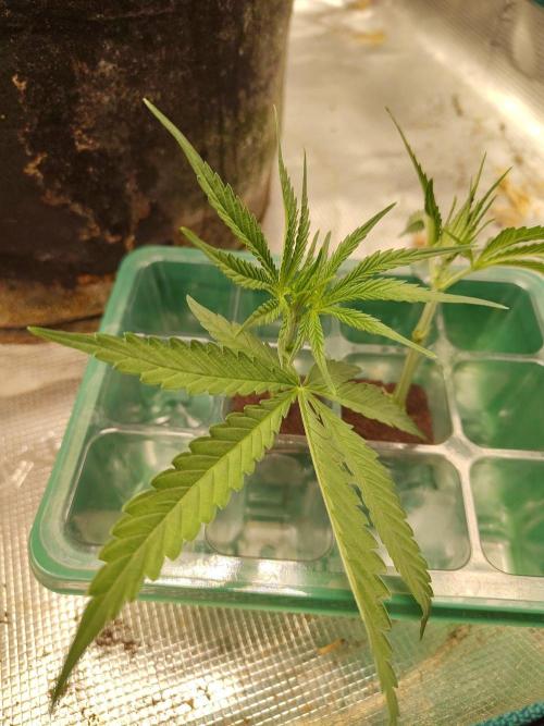 Choclate Rainbow XXL cutlings. Week 1