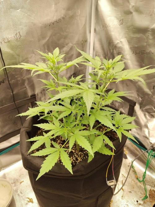 White Diesel Haze Automatic. Week 3