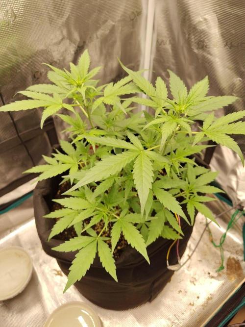 White Diesel Haze Automatic. Week 3