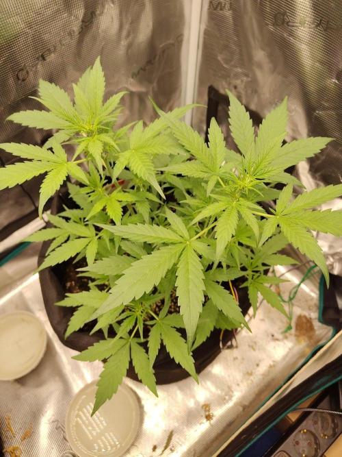 White Diesel Haze Automatic. Week 3
