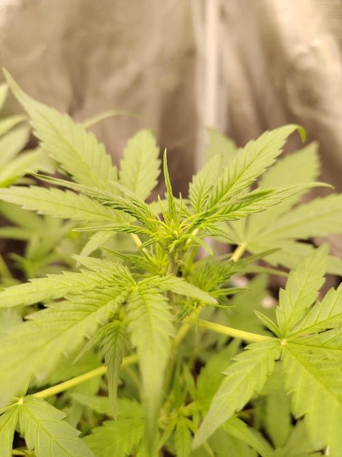 White Diesel Haze Automatic. Week 3