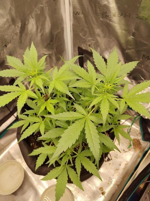 White Diesel Haze Automatic. Week 3