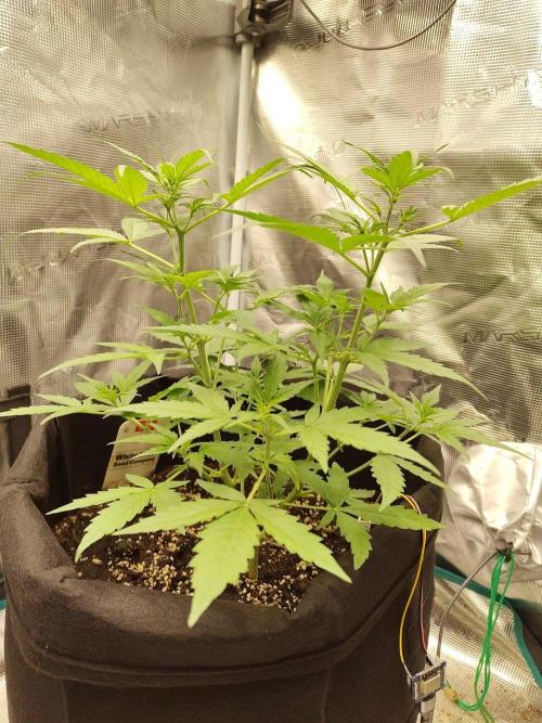 White Diesel Haze Auto. Week 3
