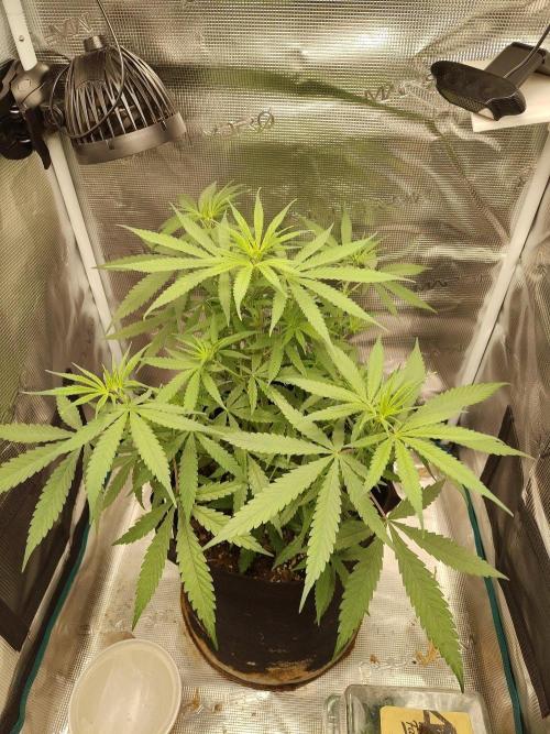 Choclate Rainbow XXL - Sensi Seeds. Week 5