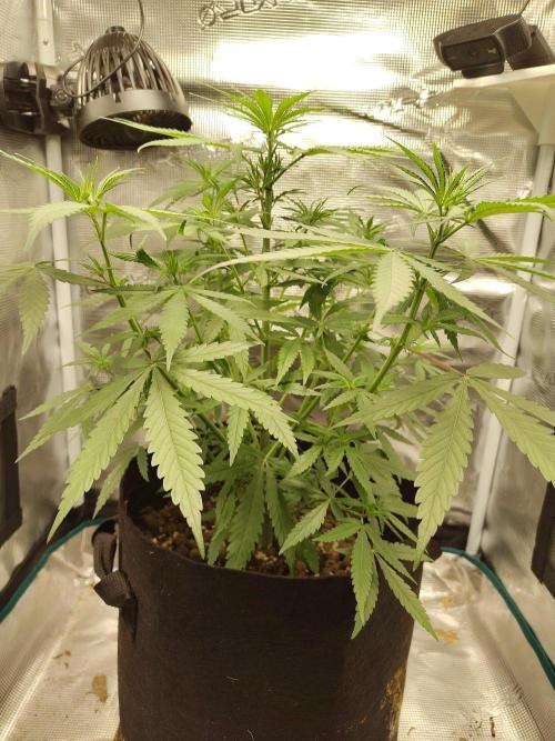 Choclate Rainbow XXL - Sensi Seeds. Week 5