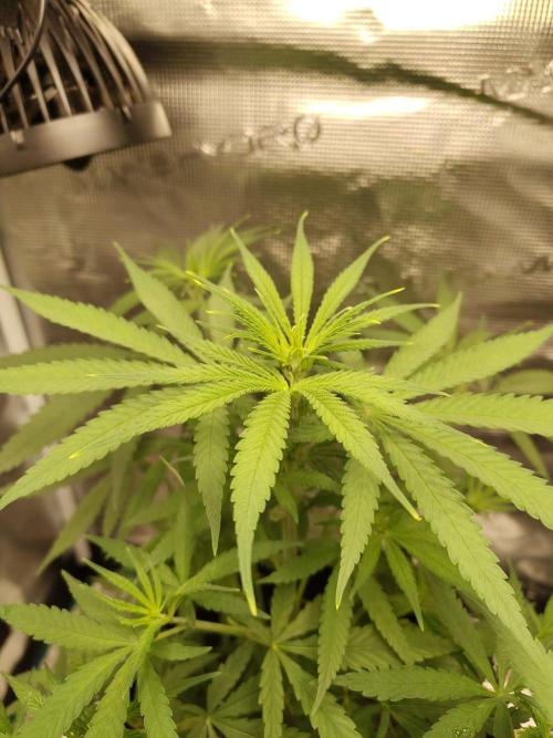 Choclate Rainbow XXL - Sensi Seeds. Week 5
