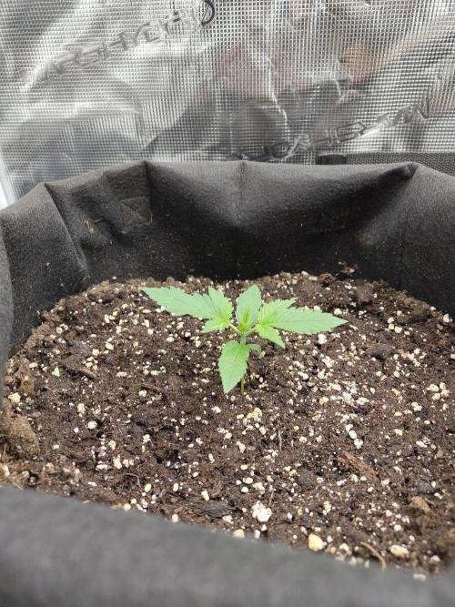 Sensi Seeds - Sticky Orange XXL Auto. Week 1