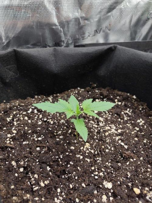 Sensi Seeds - Sticky Orange XXL Auto. Week 1
