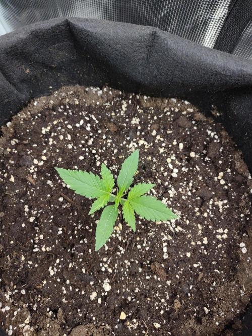 Sticky Orange XXL Auto. Week 1