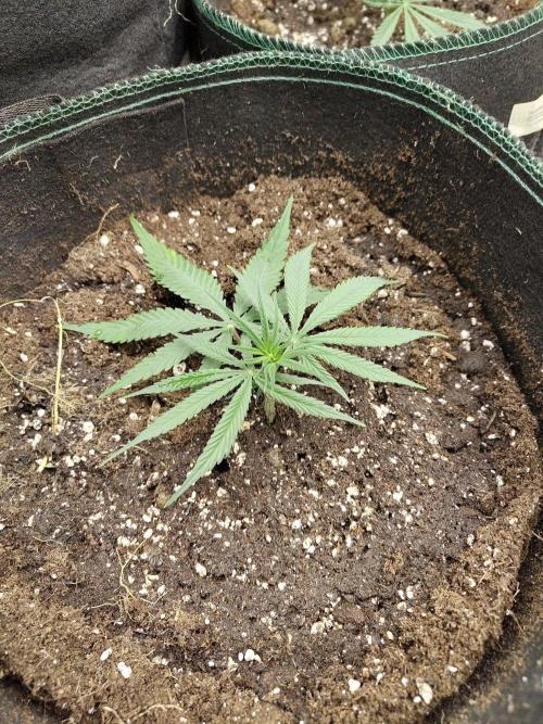 Choclate Rainbow XXL cutlings. Week 2