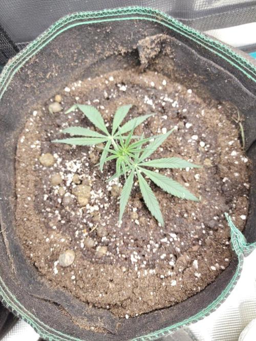 Chocolate Rainbow XXL. Week 2