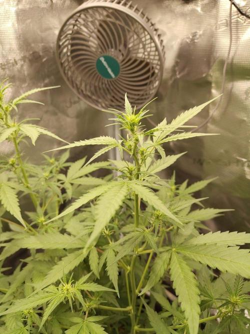 White Diesel Haze Automatic. Week 4