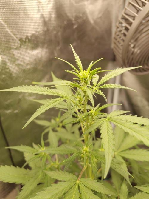 White Diesel Haze Automatic. Week 4