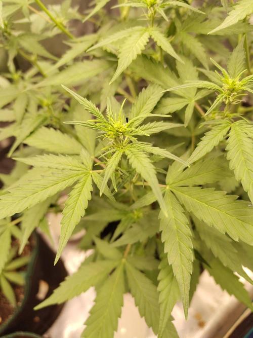 White Diesel Haze Automatic. Week 4
