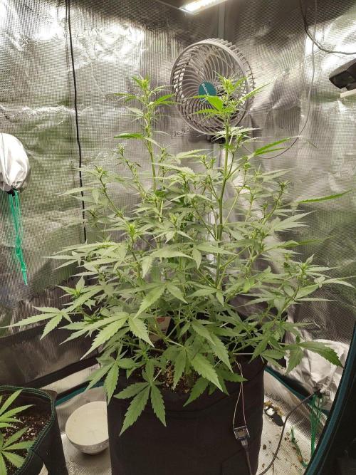 White Diesel Haze Automatic. Week 4