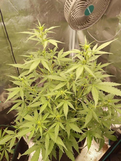 White Diesel Haze Automatic. Week 4
