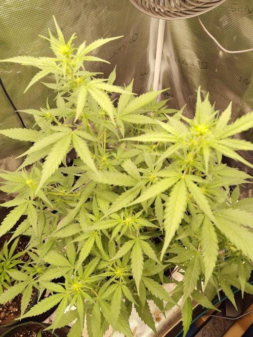 White Diesel Haze Automatic. Week 4