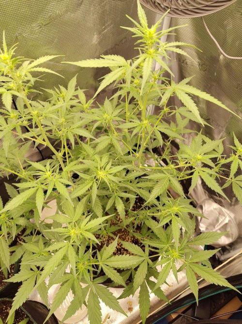 White Diesel Haze Automatic. Week 4