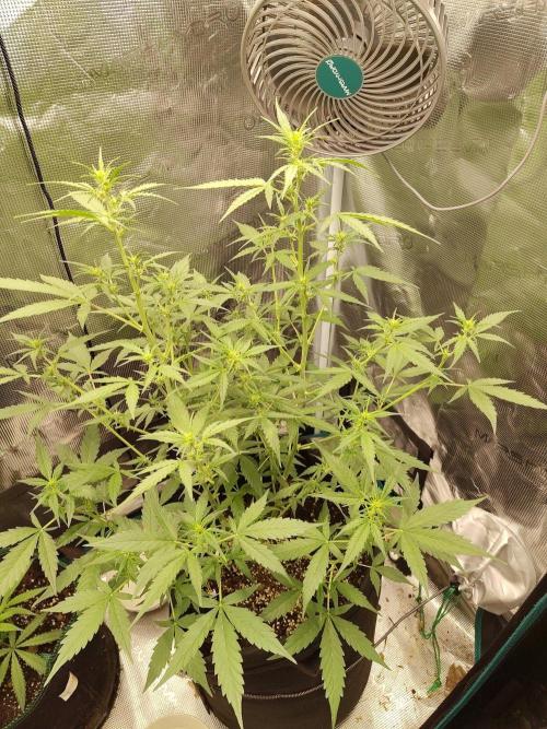 White Diesel Haze Auto. Week 4