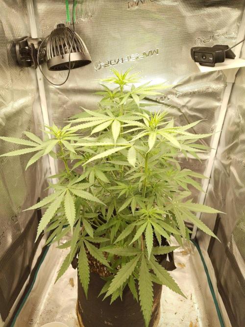 Choclate Rainbow XXL - Sensi Seeds. Week 6