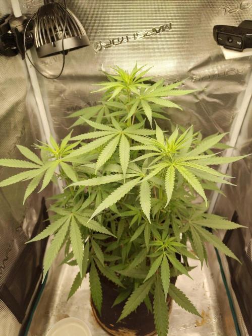 Choclate Rainbow XXL - Sensi Seeds. Week 6