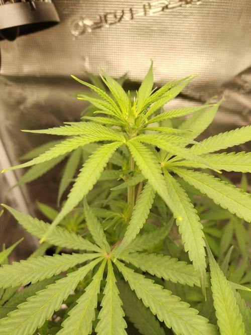 Choclate Rainbow XXL - Sensi Seeds. Week 6
